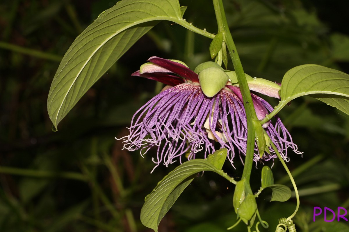 Passiflora quadrangularis L.